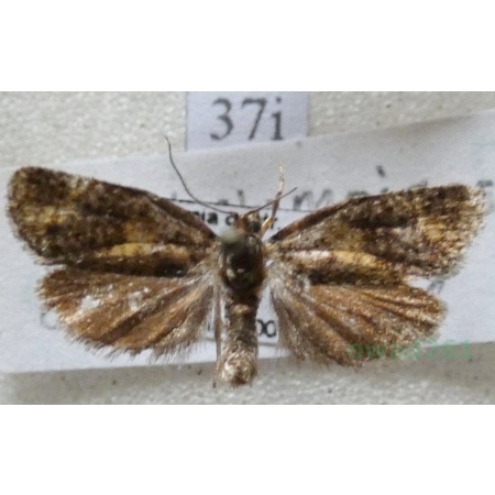 Ptycholomoides aeriferana (Herrich-Schäffer, 1851) Czech37i